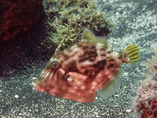 Brown filefish
