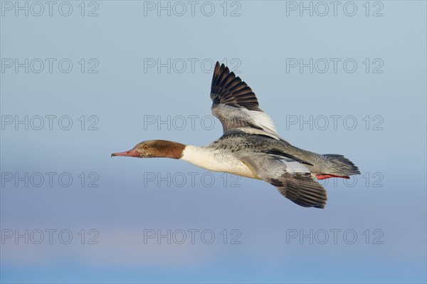 Common merganser