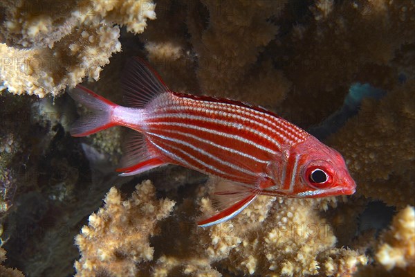 Crowned squirrelfish