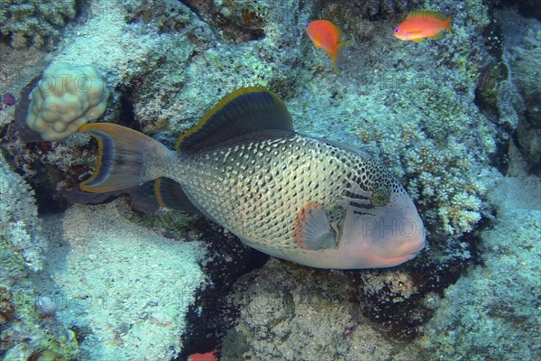 Yellowmargin triggerfish