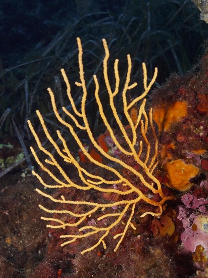 Yellow gorgonian