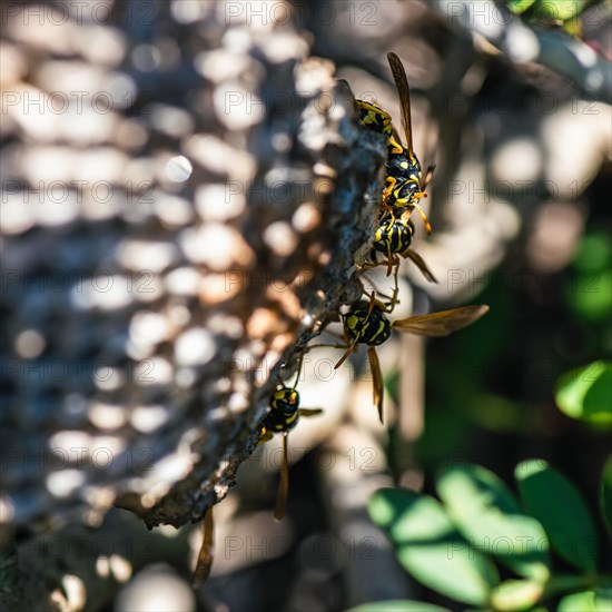 European Paper Wasp