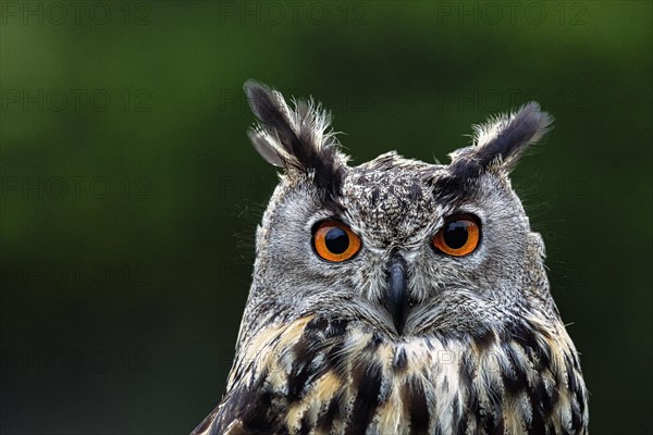 Eurasian eagle-owl