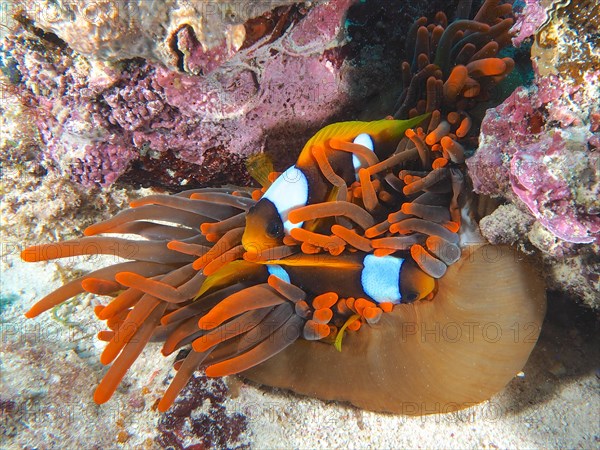 Two red sea clownfishes