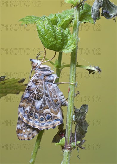 Painted lady