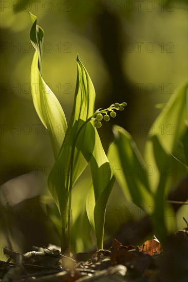 Lily of the valley