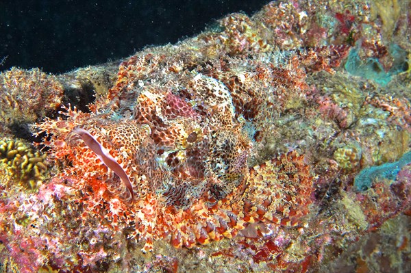 Well camouflaged fringed dragonhead