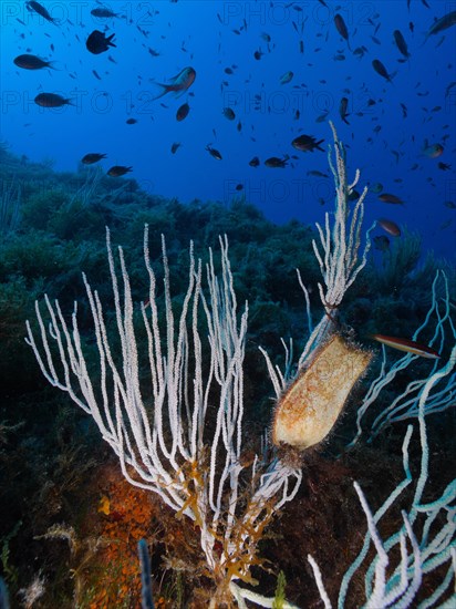 White gorgonian