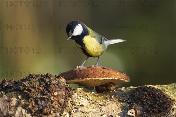 Great tit