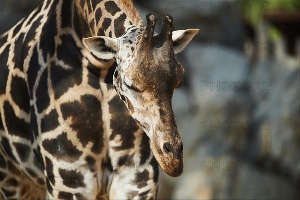 Reticulated giraffe