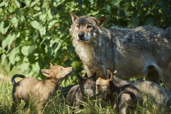 Eastern wolf