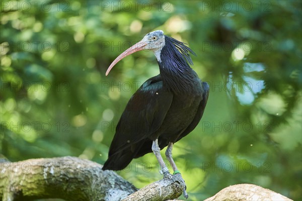 Northern bald ibis