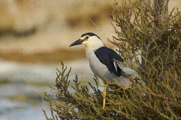 Black-crowned night heron