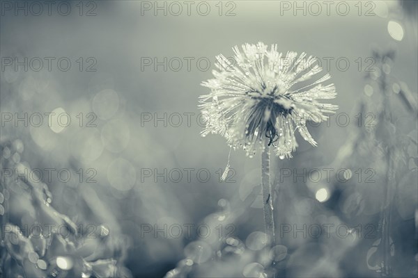 Withered dandelion