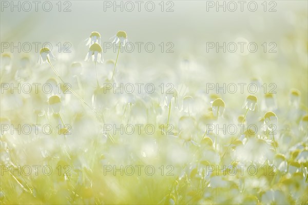 Blue chamomile