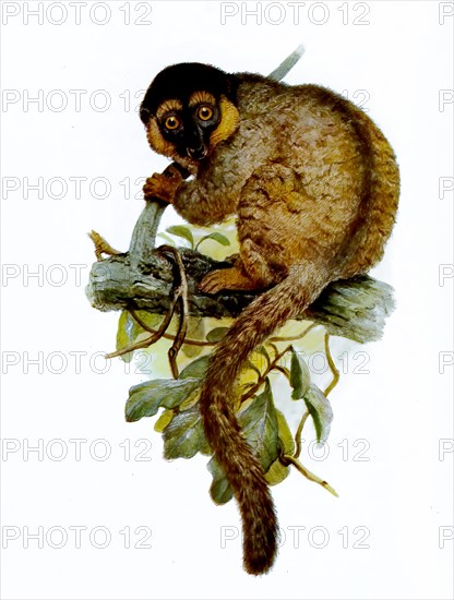 Common brown lemur