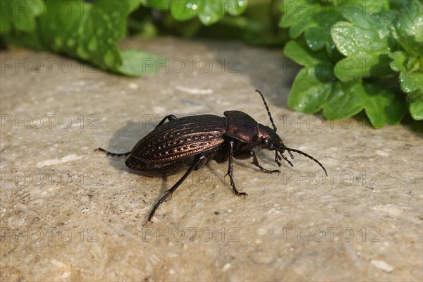 Grove beetle