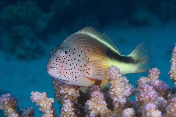 Black-sided hawkfish