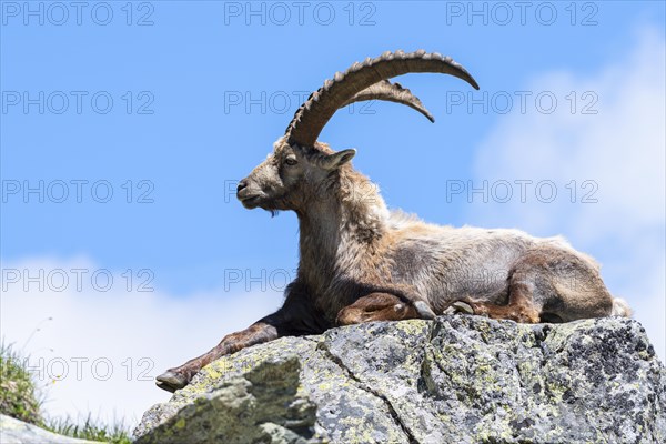 Alpine ibex