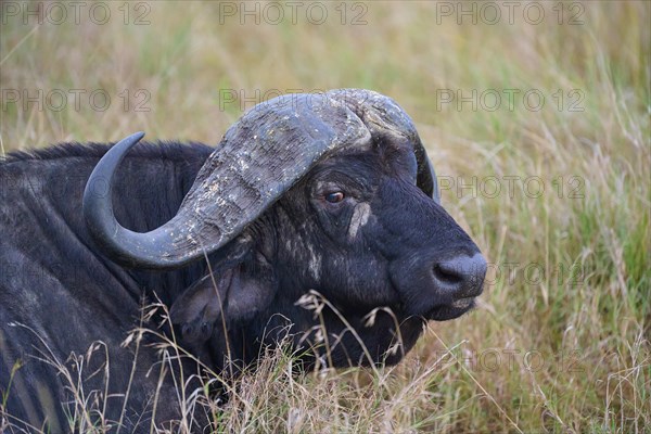 African buffalo