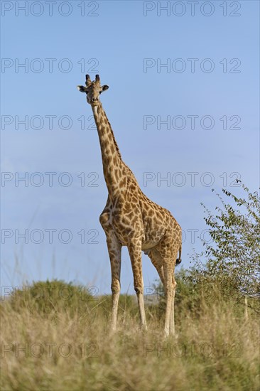 Masai giraffe