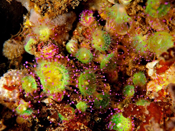 Green jewel anemone