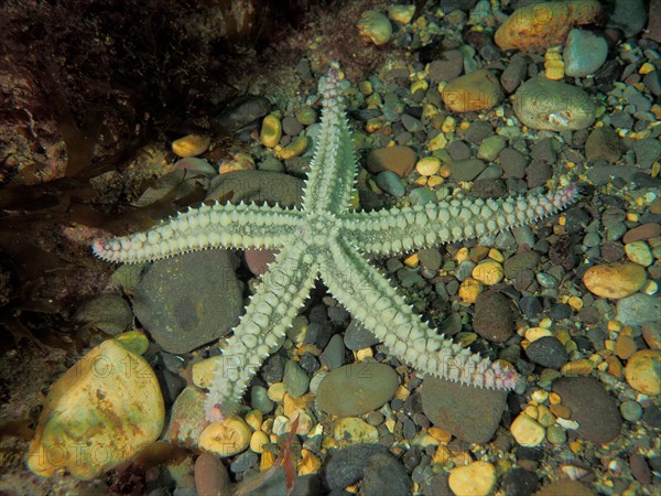 Spiny Starfish