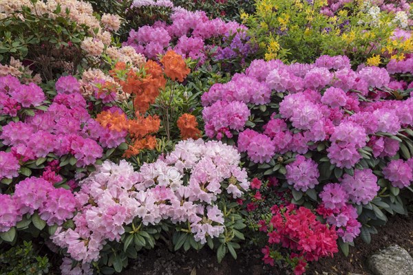 Rhododendron and azalea blossom