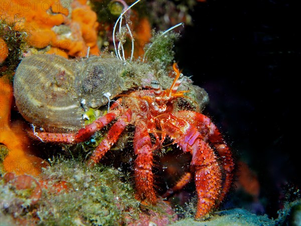 Large red hermit crab