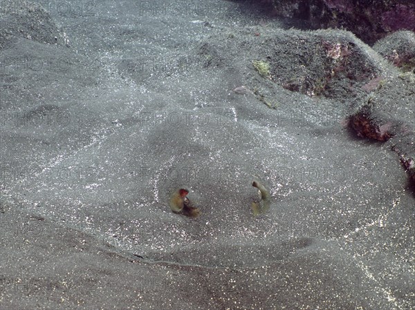 Round stingray