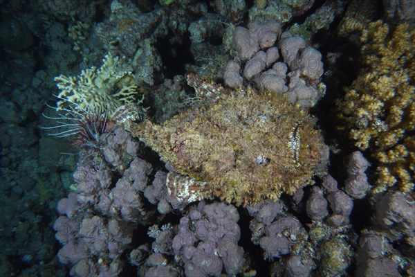 Reef stonefish