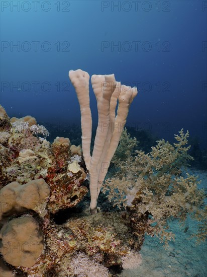 Colony siphon sponge