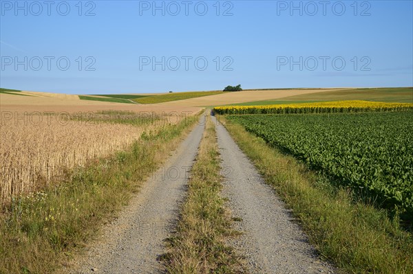 Dirt road with fieldlandscape in summer