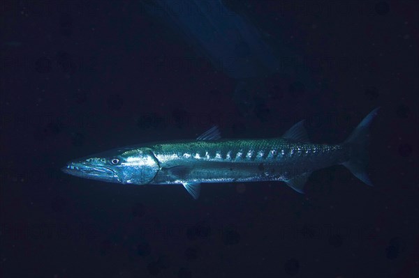 Great barracuda