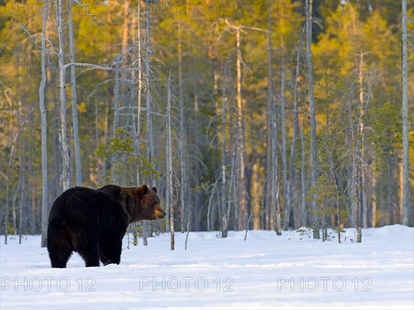 European brown bear