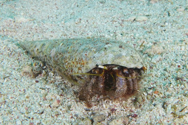 Hairy red hermit crab