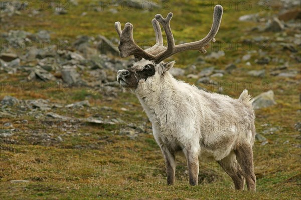 Svalbard reindeer