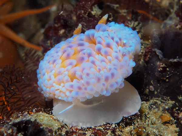 Gas flame nudibranch