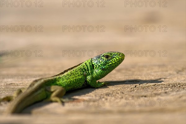 Sand lizard