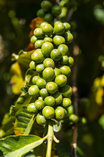 Close up of coffee