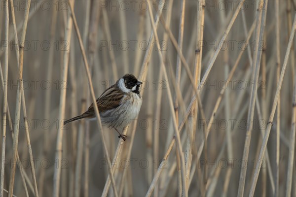 Reed bunting