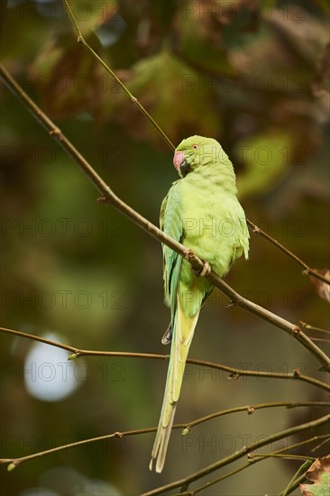 Monk parakeet