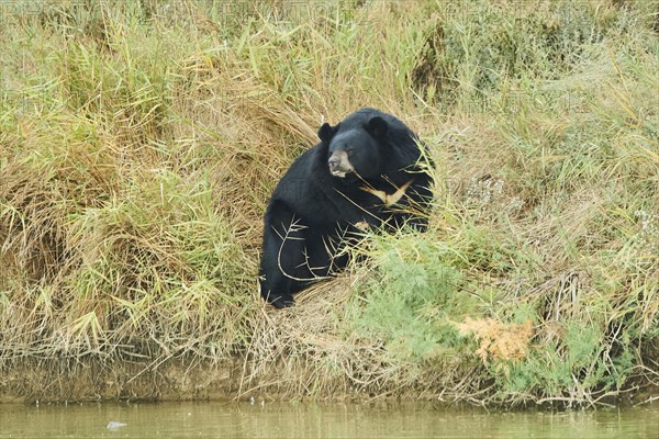 American black bear