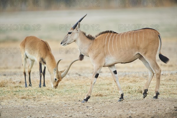 Common eland