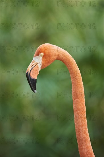 Portrait of an American flamingo