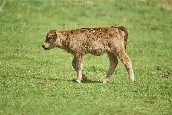 Aurochs