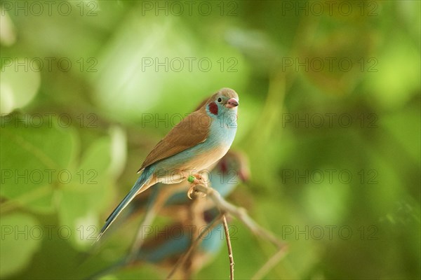 Red-cheeked cordonbleu