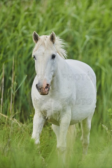 Camargue horse