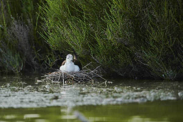 Black-winged stilt