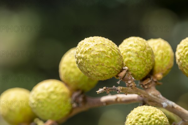 Longan